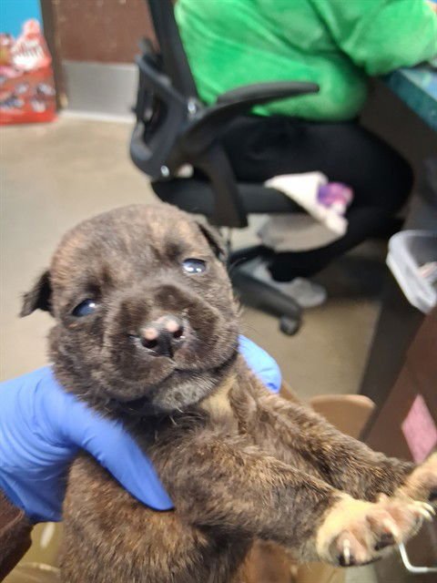 ONYX - Pit Bull Terrier available for adoption