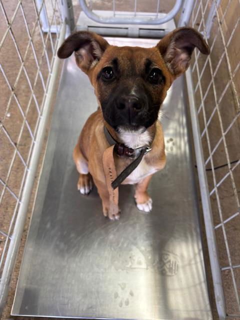 A166333 - German Shepherd Dog available for adoption