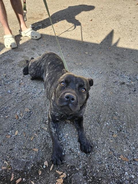 A167164 - Cane Corso Mastiff available for adoption
