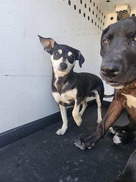 A167718 - Chihuahua available for adoption