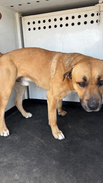 A166584 - Pit Bull Terrier available for adoption