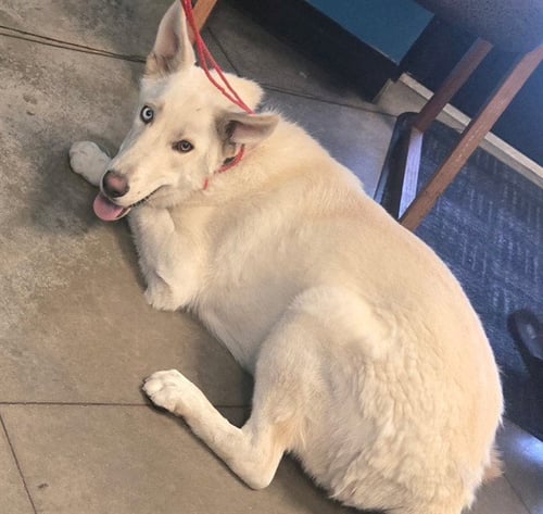 MICKEY - Siberian Husky available for adoption
