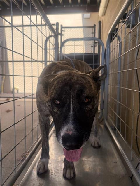 A169383 - Pit Bull Terrier available for adoption