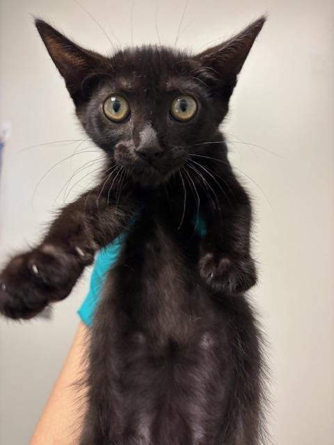 A168668 - Domestic Short Hair for adoption in Bakersfield