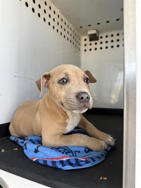 A166173 - Pit Bull Terrier available for adoption