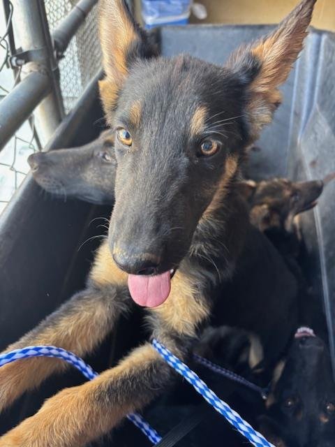 A168324 - German Shepherd Dog available for adoption