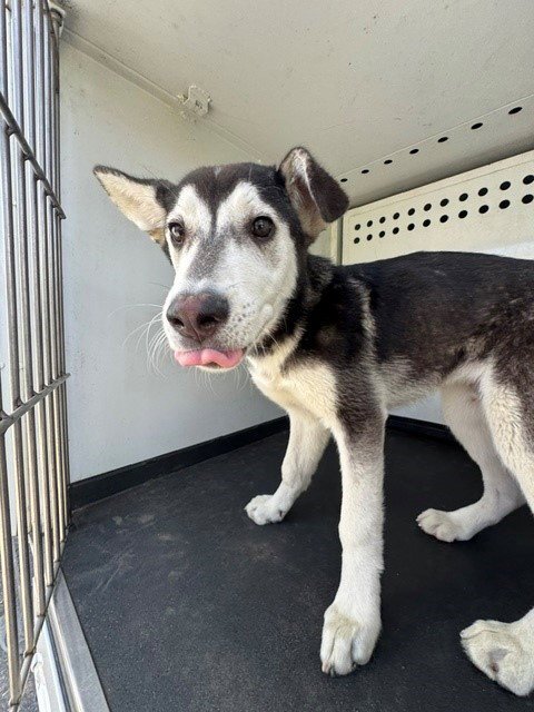 A167652 - Husky available for adoption