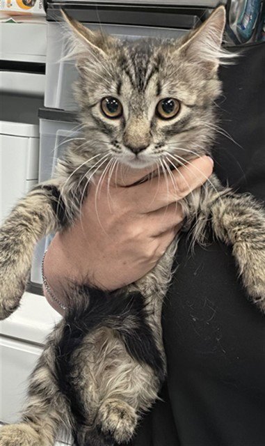 A170191 - Domestic Medium Hair available for adoption