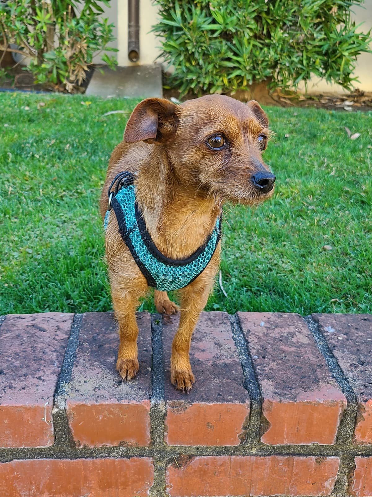 GWEN - Rat Terrier / Terrier available for adoption