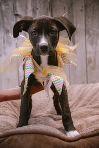 Jenny - Photo 16