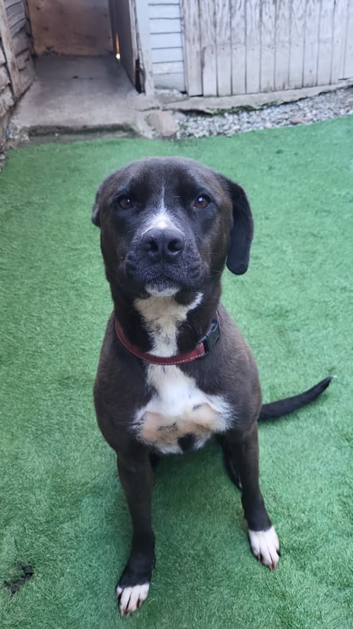 JENNY - American Staffordshire Terrier / American Pit Bull Terrier available for adoption