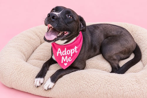 JENNY - American Staffordshire Terrier / American Pit Bull Terrier available for adoption