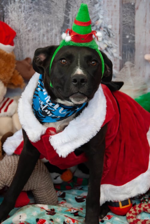 JENNY - American Staffordshire Terrier / American Pit Bull Terrier available for adoption