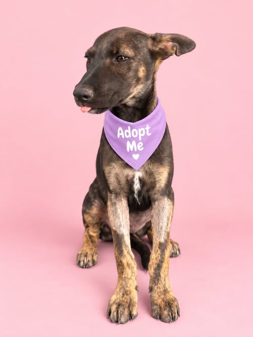 SASSA AS - German Shepherd Dog / Belgian Shepherd Malinois available for adoption