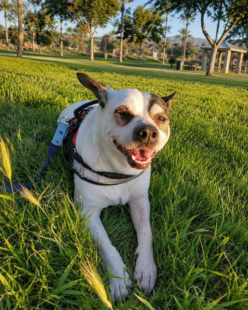 PENGUIN T - Jack Russell Terrier / Rat Terrier available for adoption