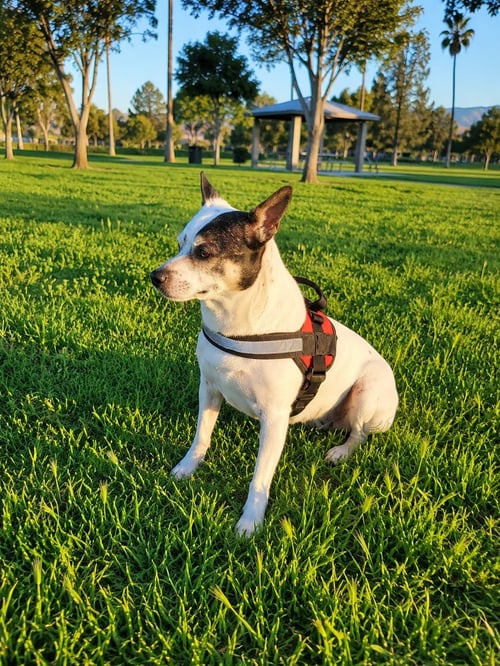 PENGUIN T - Jack Russell Terrier / Rat Terrier available for adoption