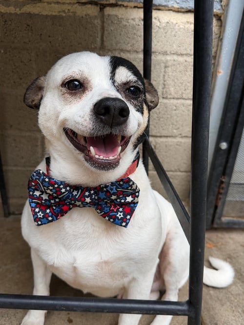 PENGUIN T - Jack Russell Terrier / Rat Terrier available for adoption