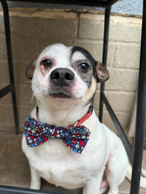 PENGUIN T - Jack Russell Terrier / Rat Terrier available for adoption