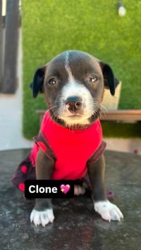 Clone A - Photo 1
