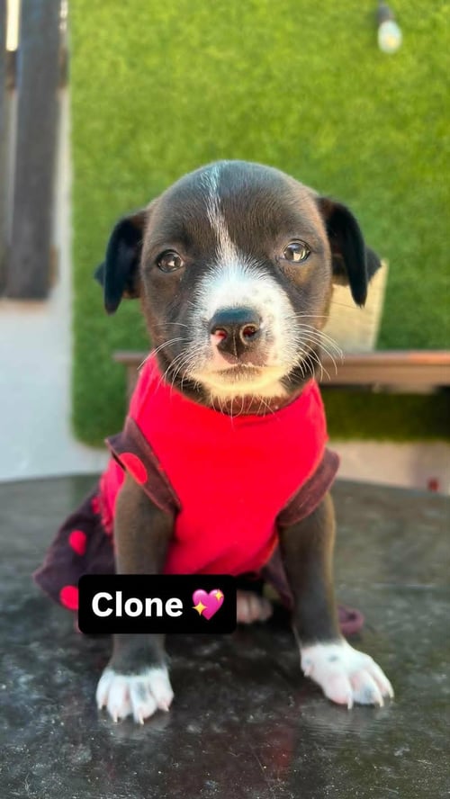 CLONE A - Terrier available for adoption