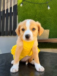 Choice A - Photo 1