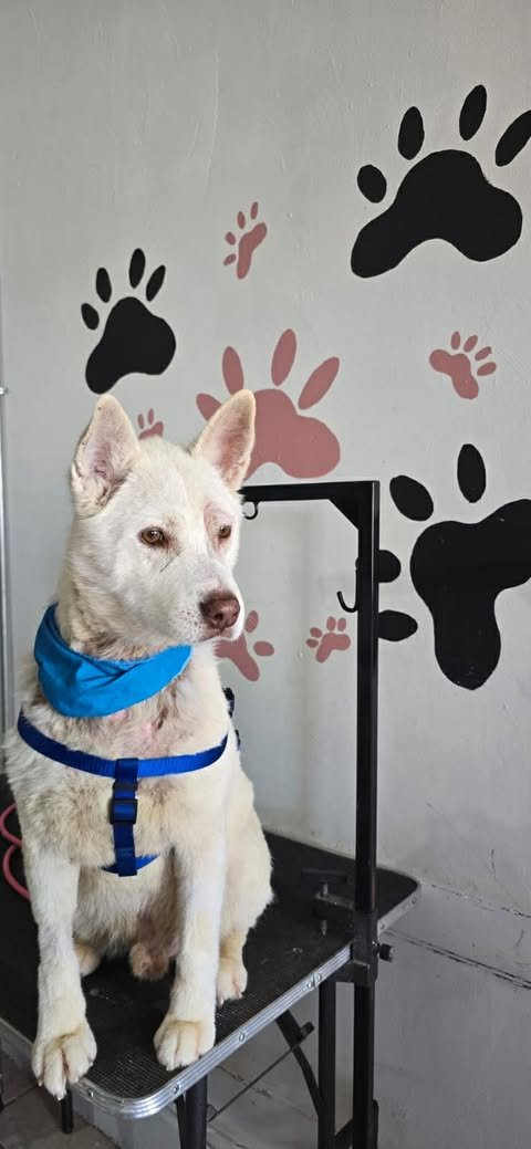 APOLLO - Australian Kelpie / Siberian Husky available for adoption