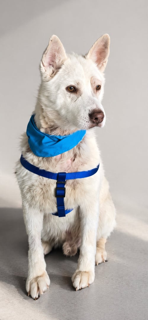 APOLLO - Australian Kelpie / Siberian Husky available for adoption