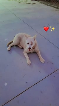 Apollo - Photo 3