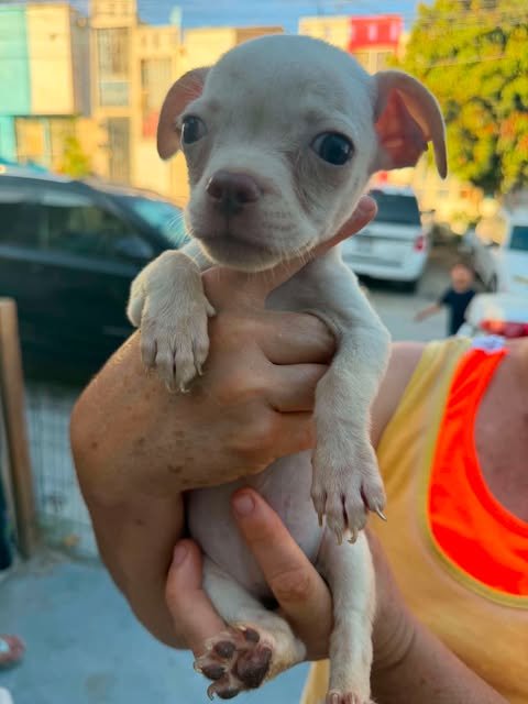 COOKIE N - Pug / Chihuahua available for adoption