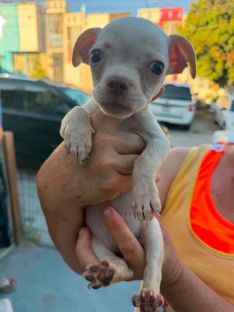 COOKIE N - Pug / Chihuahua available for adoption