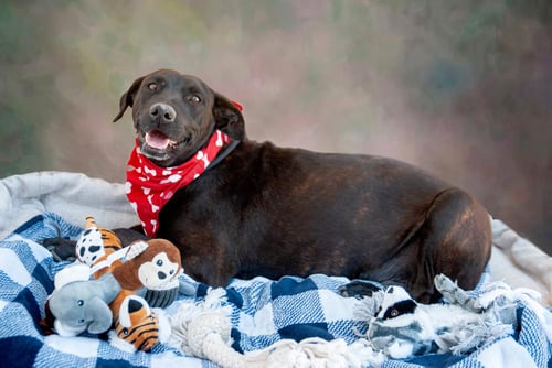 LISA - Chocolate Labrador Retriever available for adoption