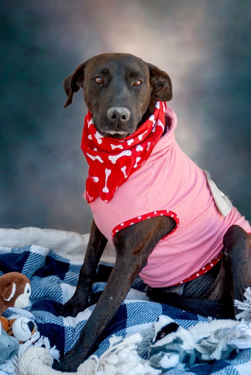 LISA - Chocolate Labrador Retriever available for adoption
