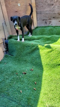 Layka - Photo 12