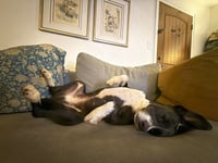 Layka - Photo 16