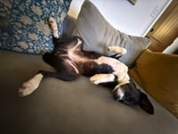 Layka - Photo 14