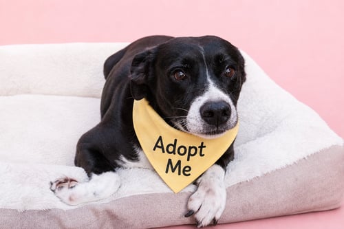 LAYKA - Pointer / Labrador Retriever available for adoption