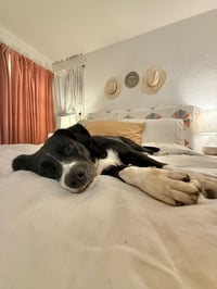 Layka - Photo 15