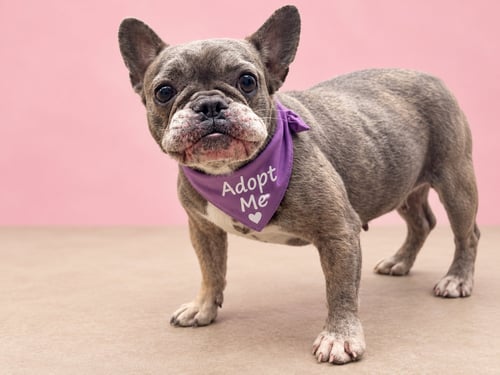 LECHE - French Bulldog available for adoption