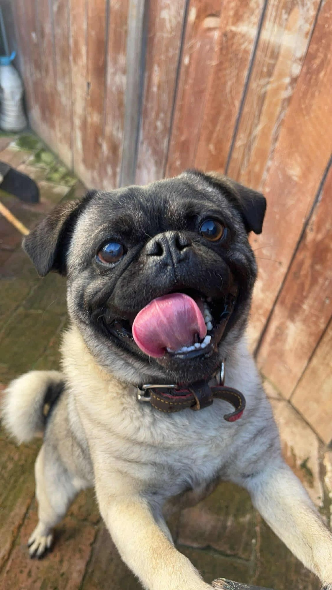 FINN - Pug available for adoption