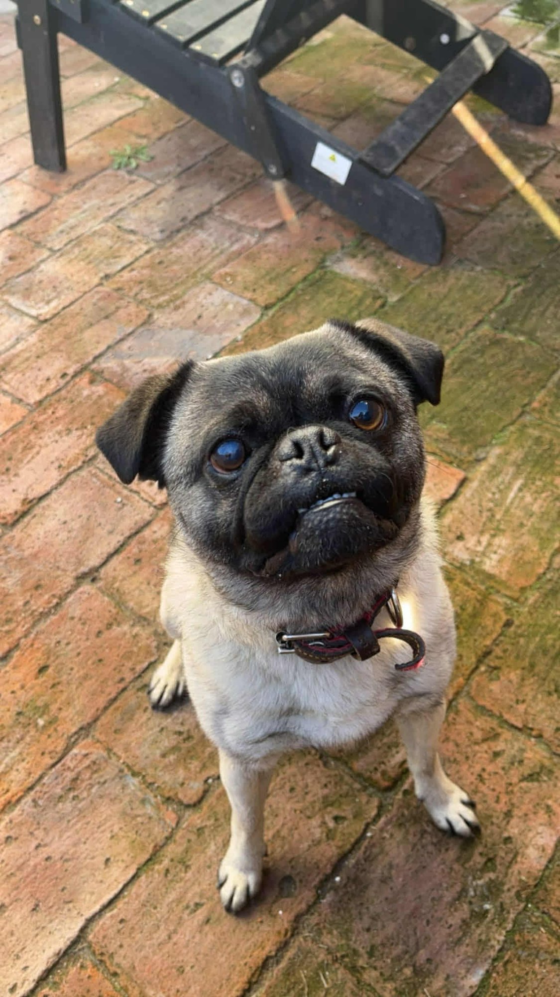 FINN - Pug available for adoption