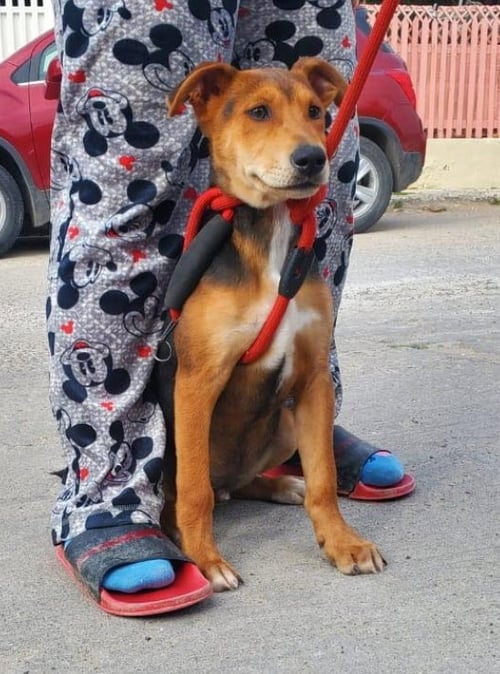 ARGUS - Carolina Dog / Manchester Terrier available for adoption