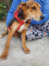 Argus - Photo 2