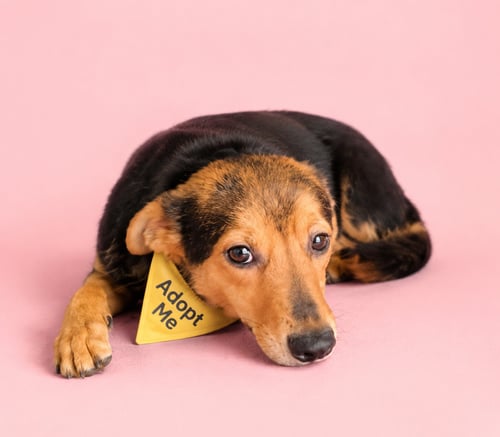 EMMA K - Feist / Terrier available for adoption
