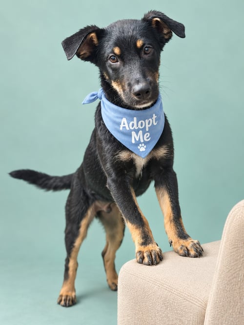 SATURN - Husky / Australian Kelpie available for adoption