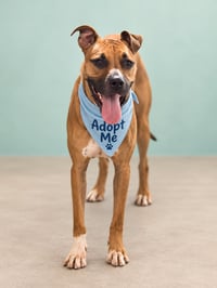 Bentley - Photo 2