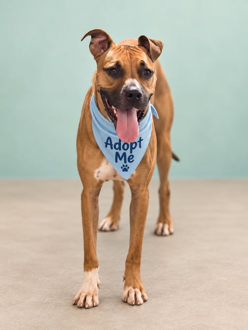 BENTLEY - Boxer available for adoption