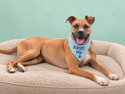 BENTLEY - Boxer available for adoption