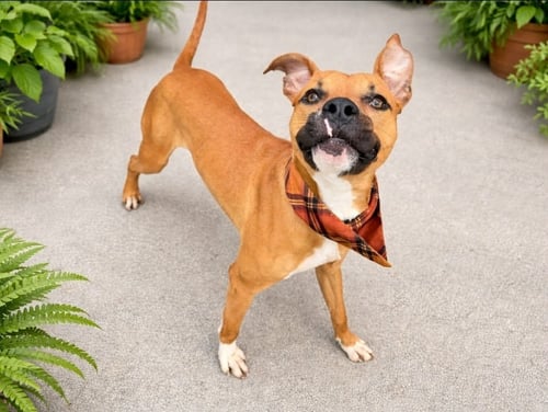 BENTLEY - Boxer available for adoption