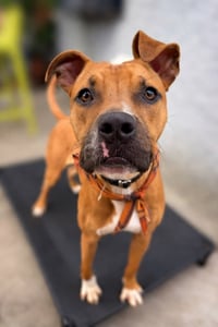 Bentley - Photo 3