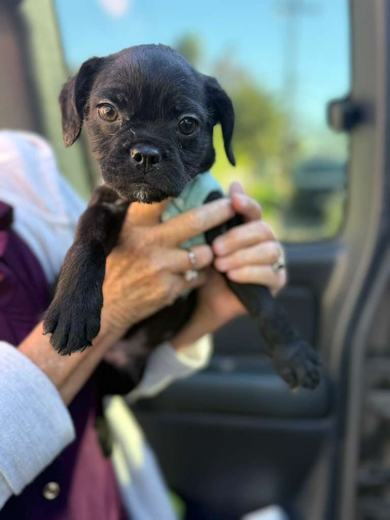 TRUMAN - French Bulldog / Poodle (Standard) available for adoption